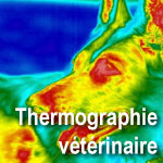 Lien vers Thermographie vtrinaire