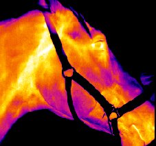 Thermographie infrarouge appliquée au domaine vétérinaire