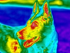 Image infrarouge d'un chien